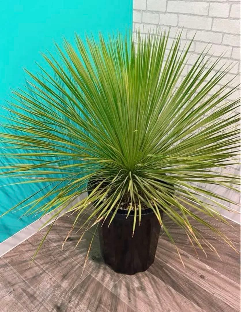 ユッカ トンプソニアーナ　大型株 シンボルツリー ドライガーデン