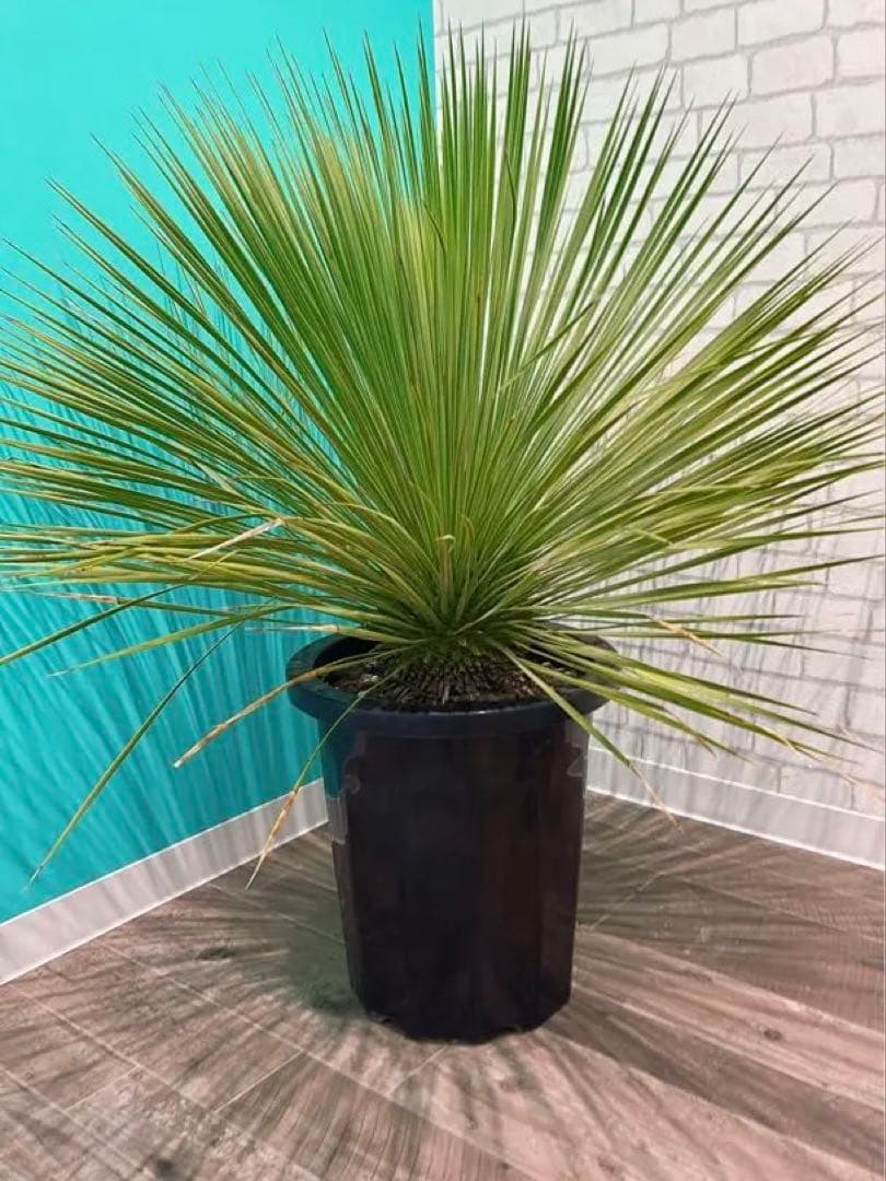 ユッカ トンプソニアーナ　大型株 シンボルツリー ドライガーデン