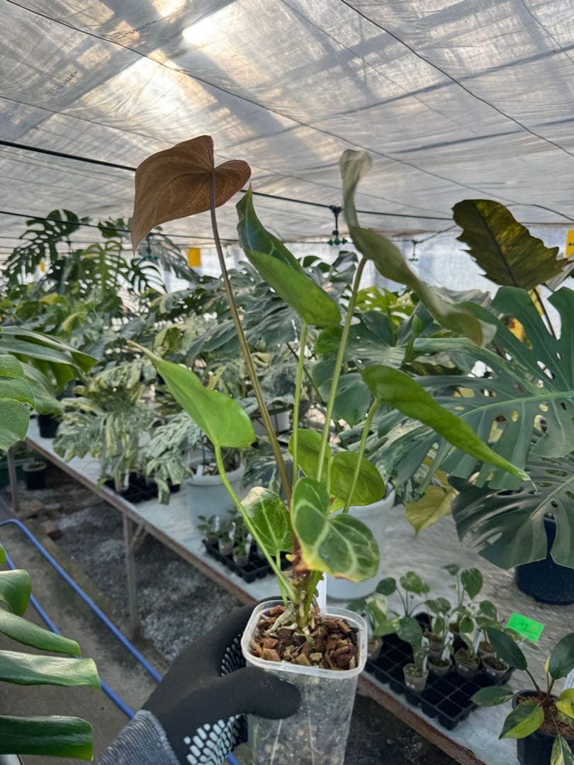 3 アンスリウム　ミシェル　x クリスタル　シルバー　斑入り