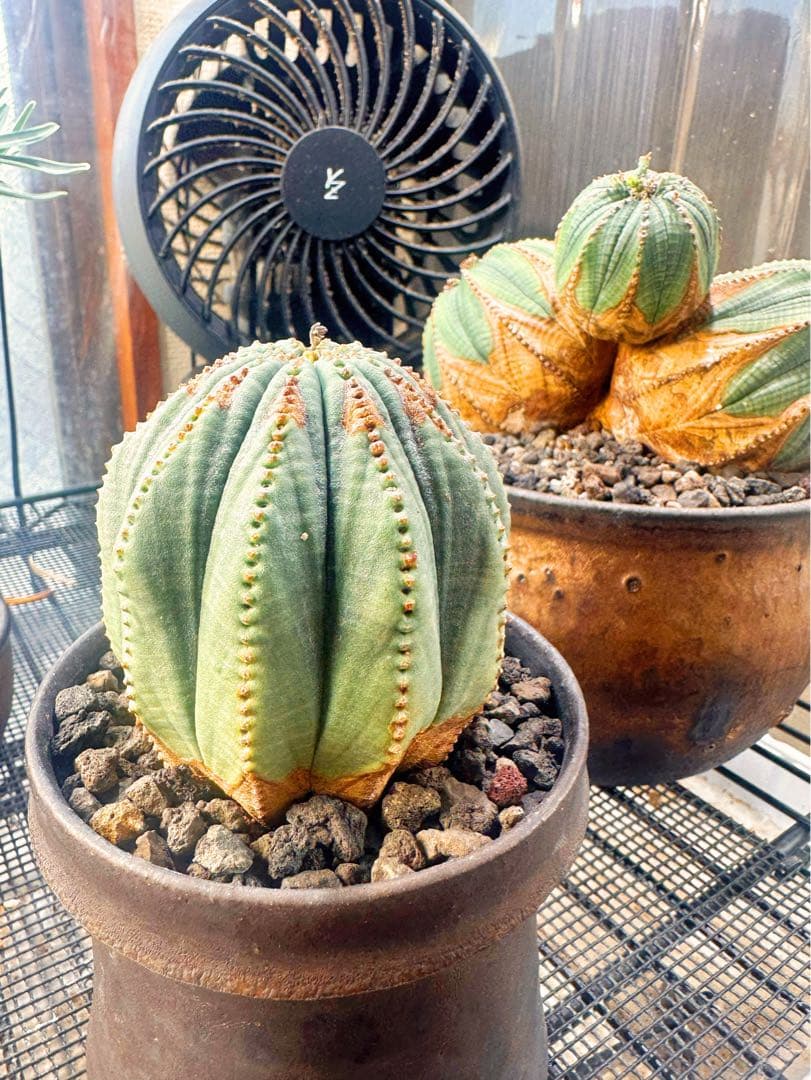 ユーフォルビアオベサ木質化多陵