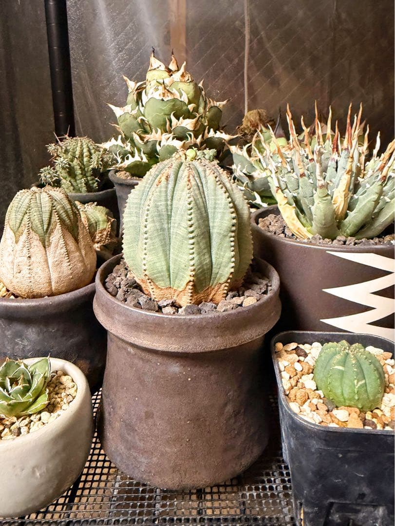 ユーフォルビアオベサ木質化多陵