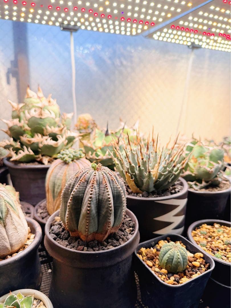 ユーフォルビアオベサ木質化多陵