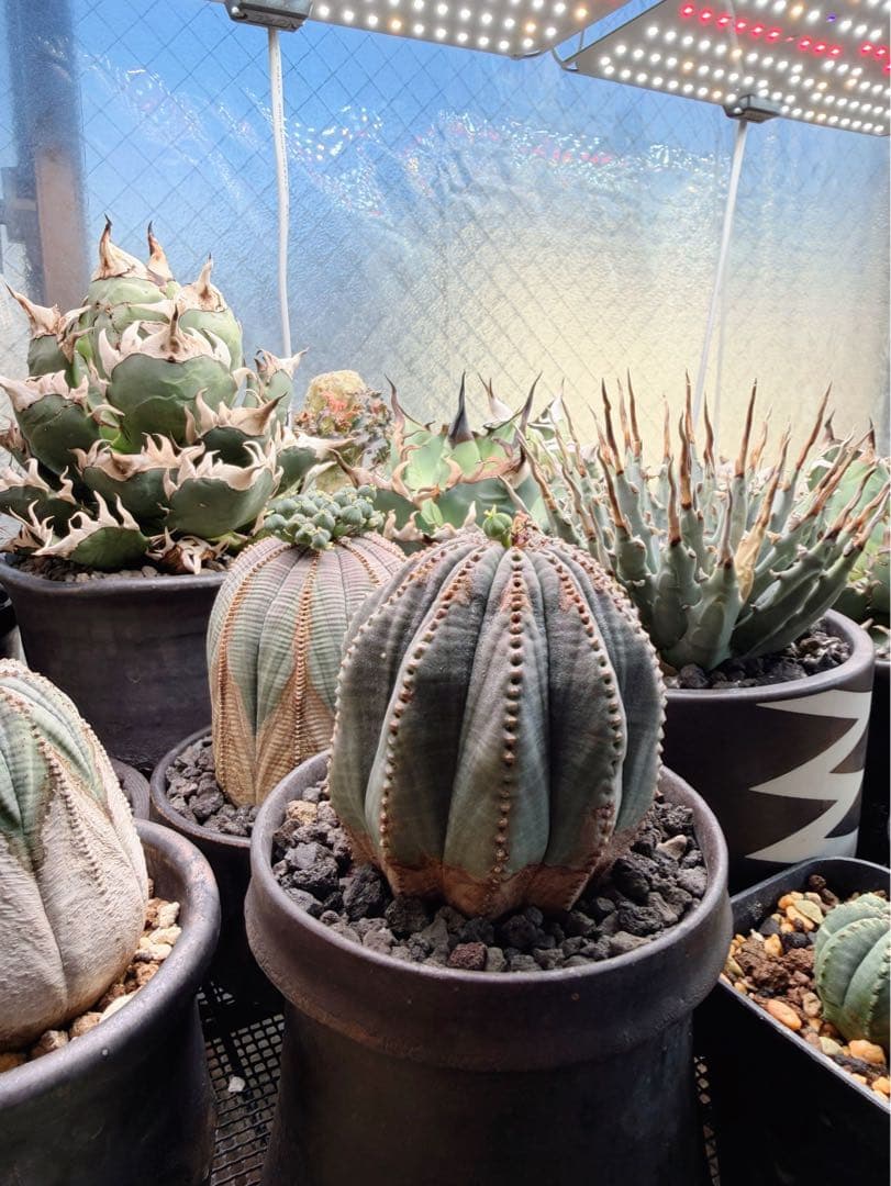 ユーフォルビアオベサ木質化多陵