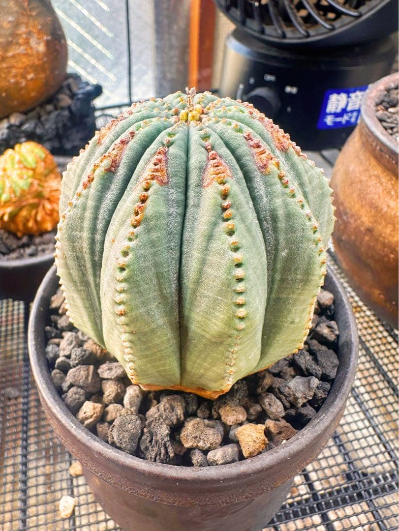 ユーフォルビアオベサ木質化多陵