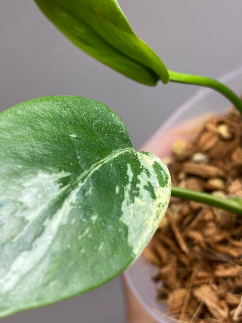 【セール‼️】モンステラ　デリシオーサ　バルバソー　フシギダネ/ ベトシオーサ