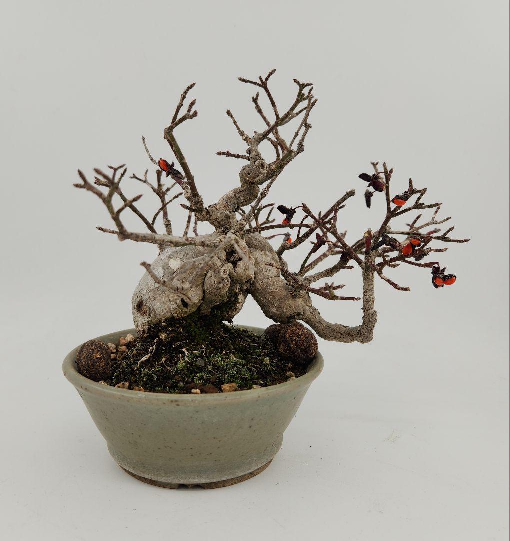 お正月セール 10日まで 小品 コマユミ盆栽 五葉松盆栽 真柏盆栽 懸崖 真柏