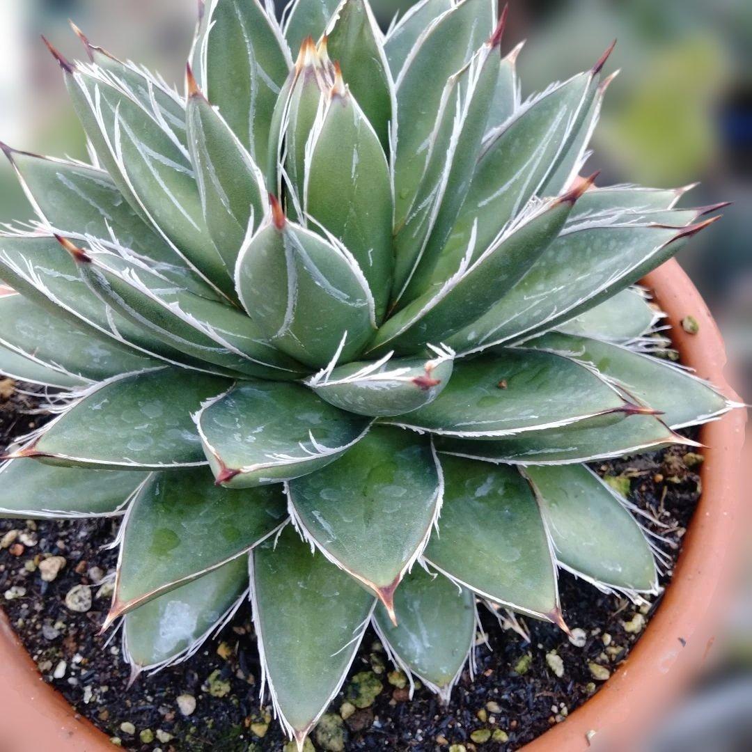多肉植物　アガベ 王妃笹の雪 Å,B？抜き苗