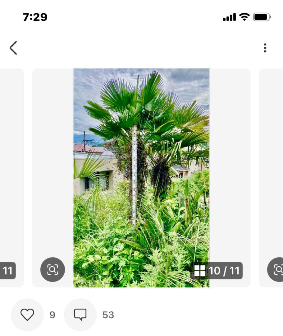 ミカヲ　シュロヤシ　超耐寒性　トウジュロ唐棕櫚