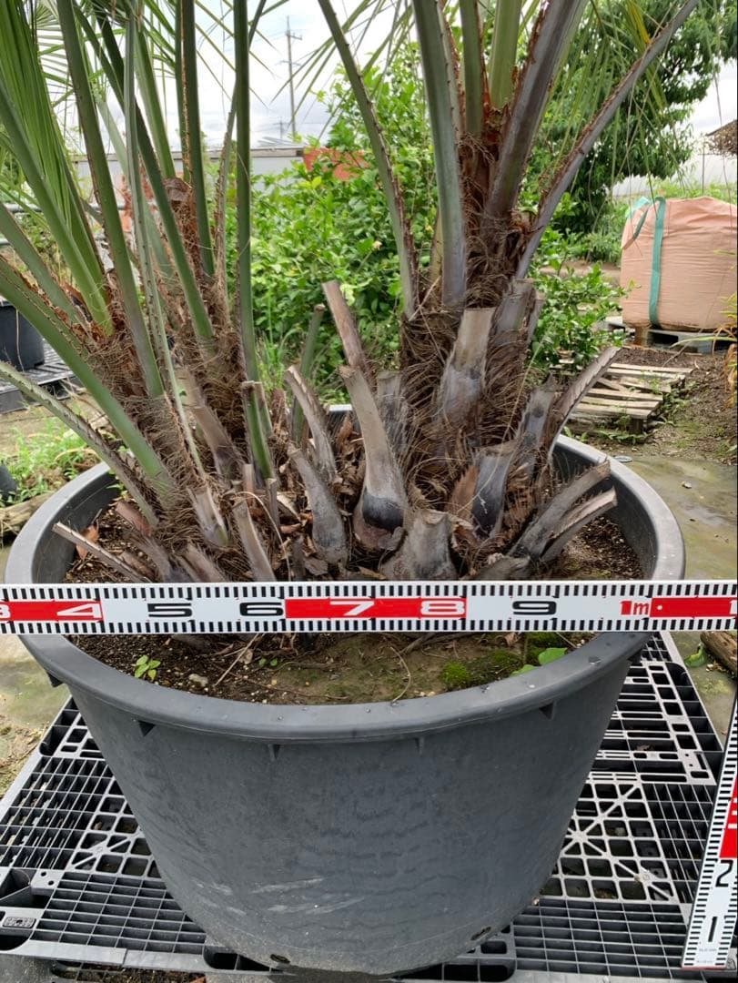 ココスヤシ　3本立ち　引取限定