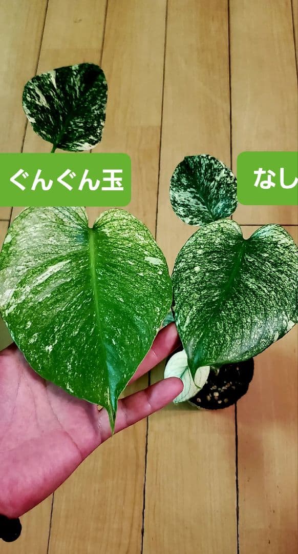 ぐんぐん玉5限定セットのみ1㎏業務用増量タイプ通常15,000円→10,000円