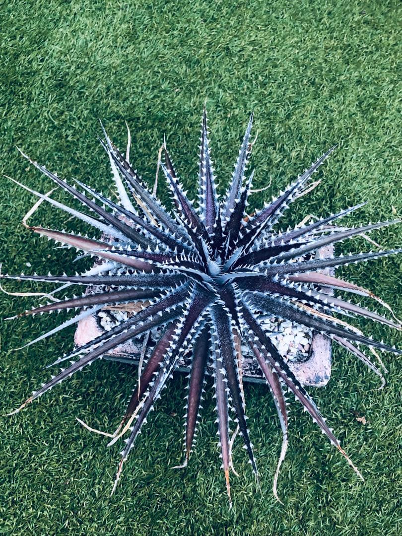 その他観葉植物 Dyckia tracking