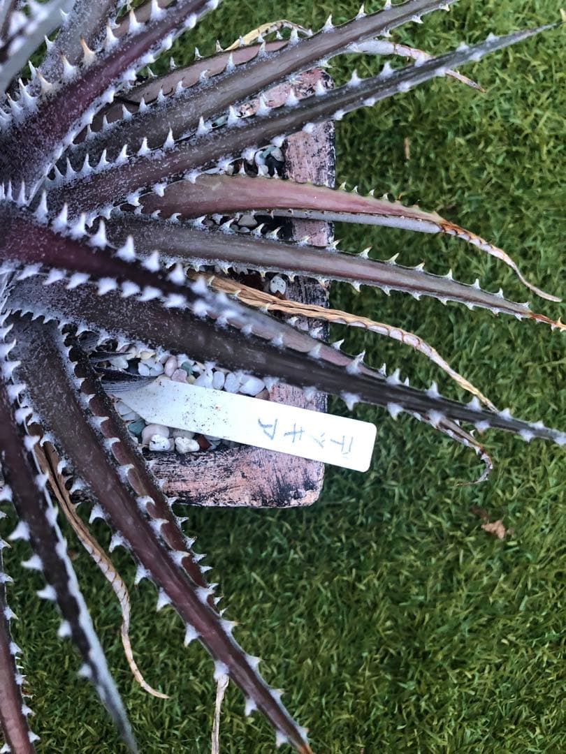 その他観葉植物 Dyckia tracking