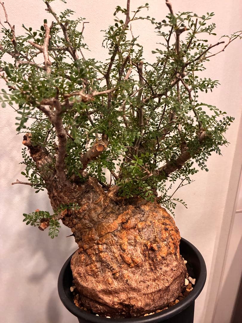 オペルクリカリア　パキプス　発根済株