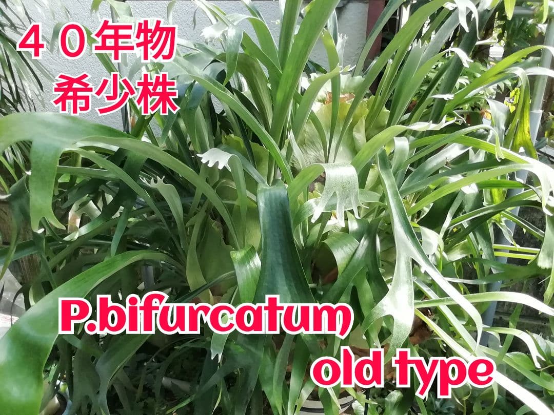 育てやすくて格好良い　ビフルカッムcv.オールド　特大株一点もの