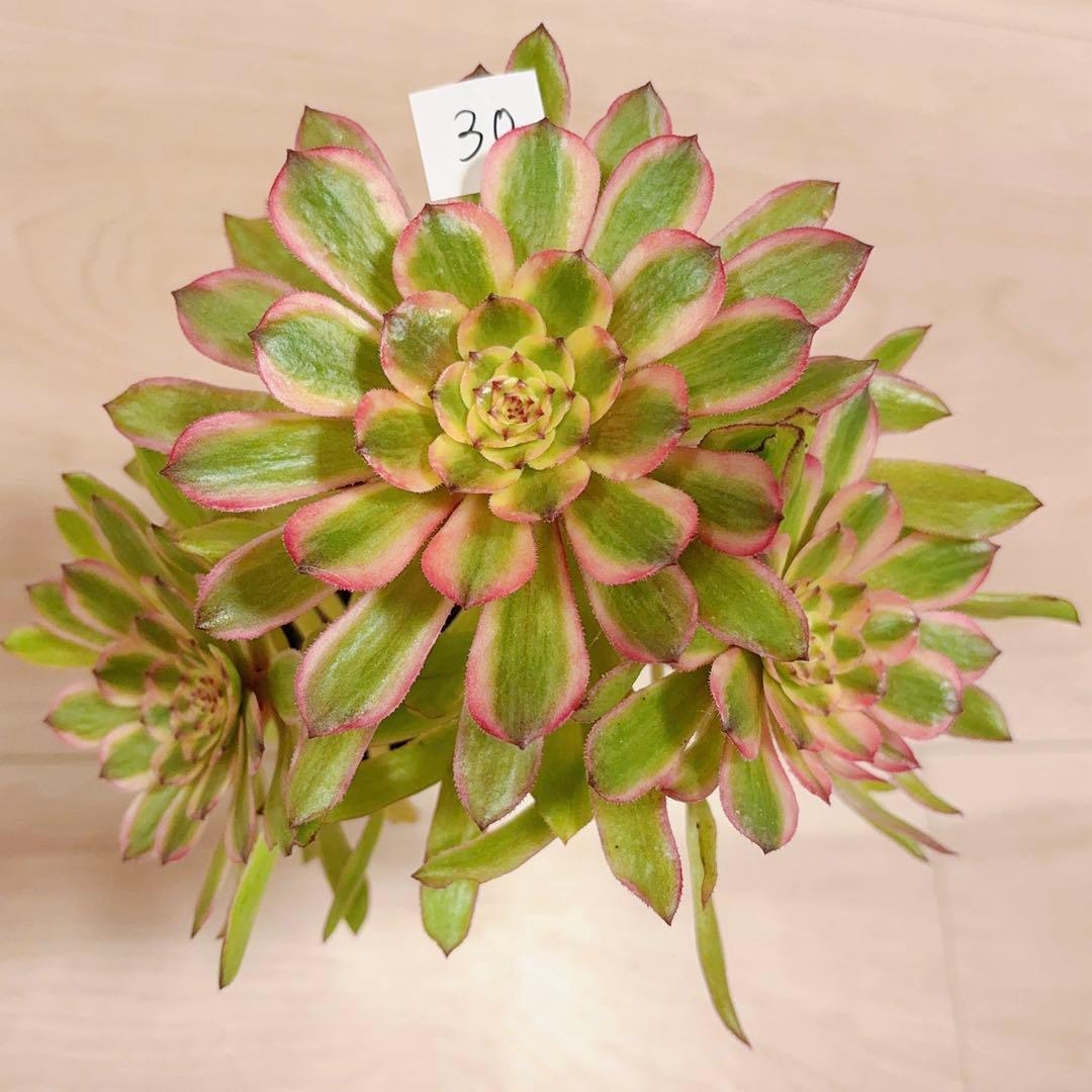 39#多肉植物アエオニウム錦 ❤️ パンドラ ❤️3大頭21cm 拔き苗