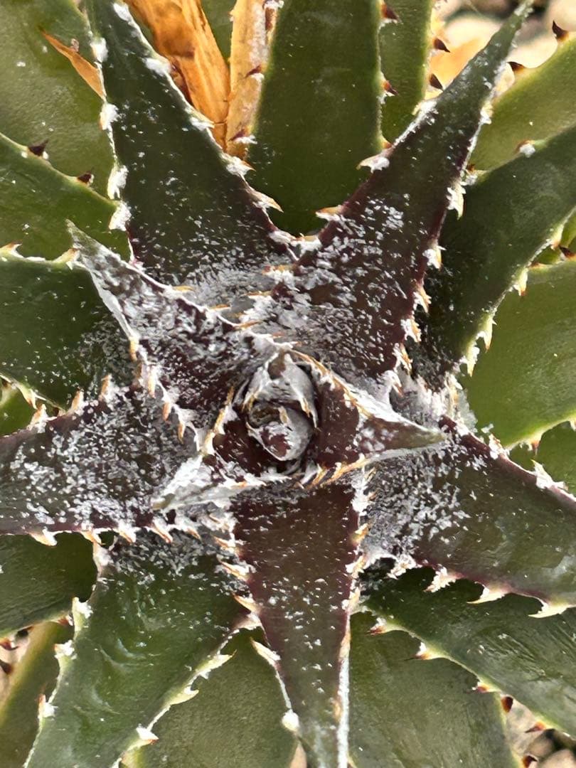 DBディッキア Dyckia Bill Baker hybrid #134 ⑶