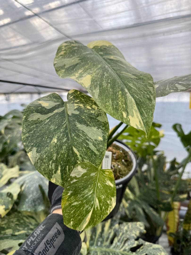 L3モンステラ　レガシー　送料込み