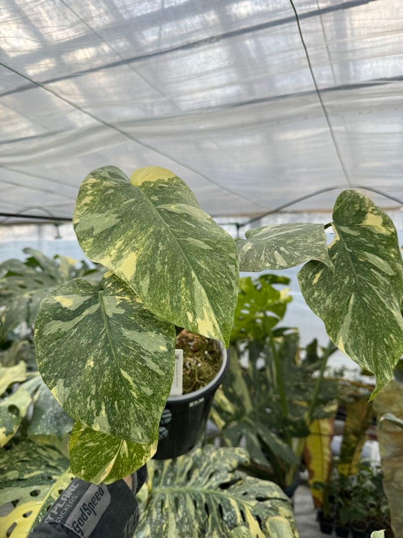 L3モンステラ　レガシー　送料込み