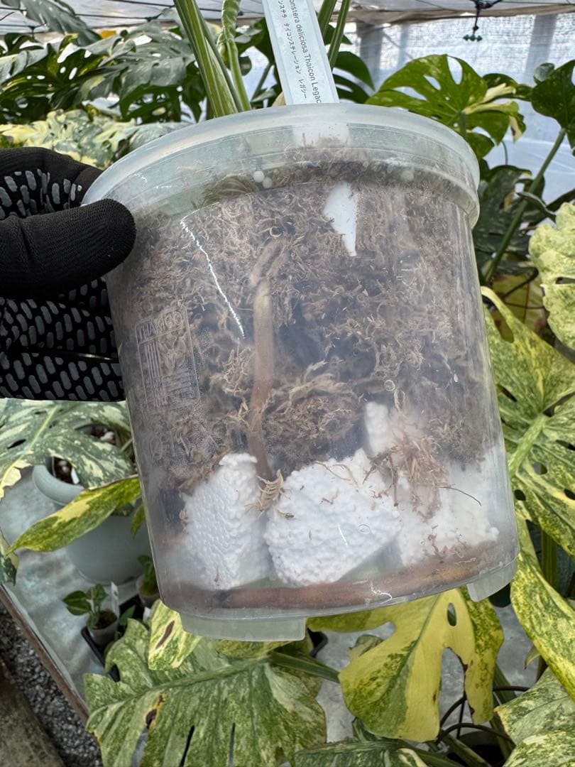 L3モンステラ　レガシー　送料込み