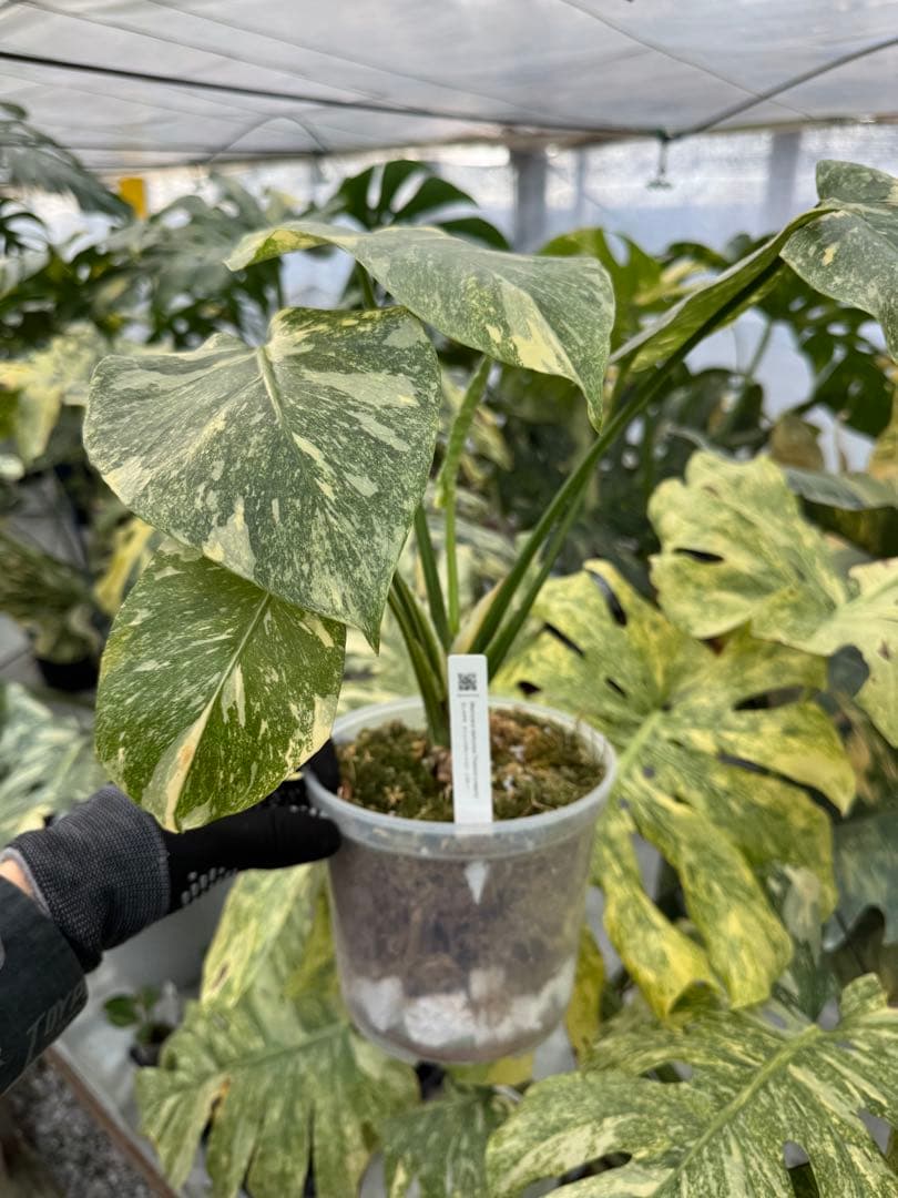 L3モンステラ　レガシー　送料込み