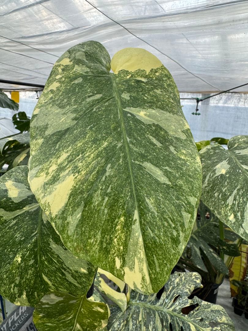 L3モンステラ　レガシー　送料込み