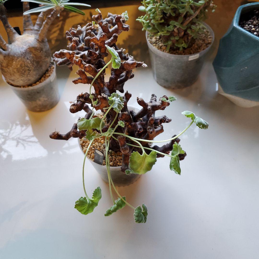 ペラルゴニウム※ミラビレ