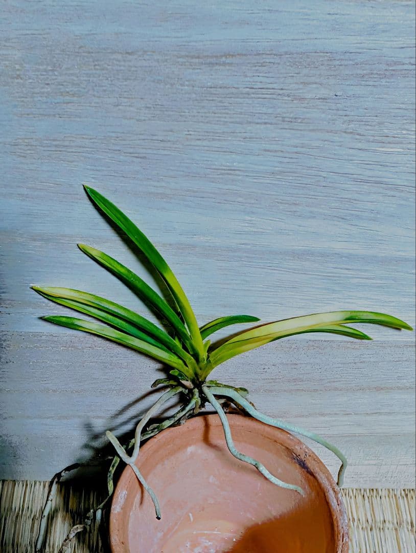 富貴蘭　五十鈴川