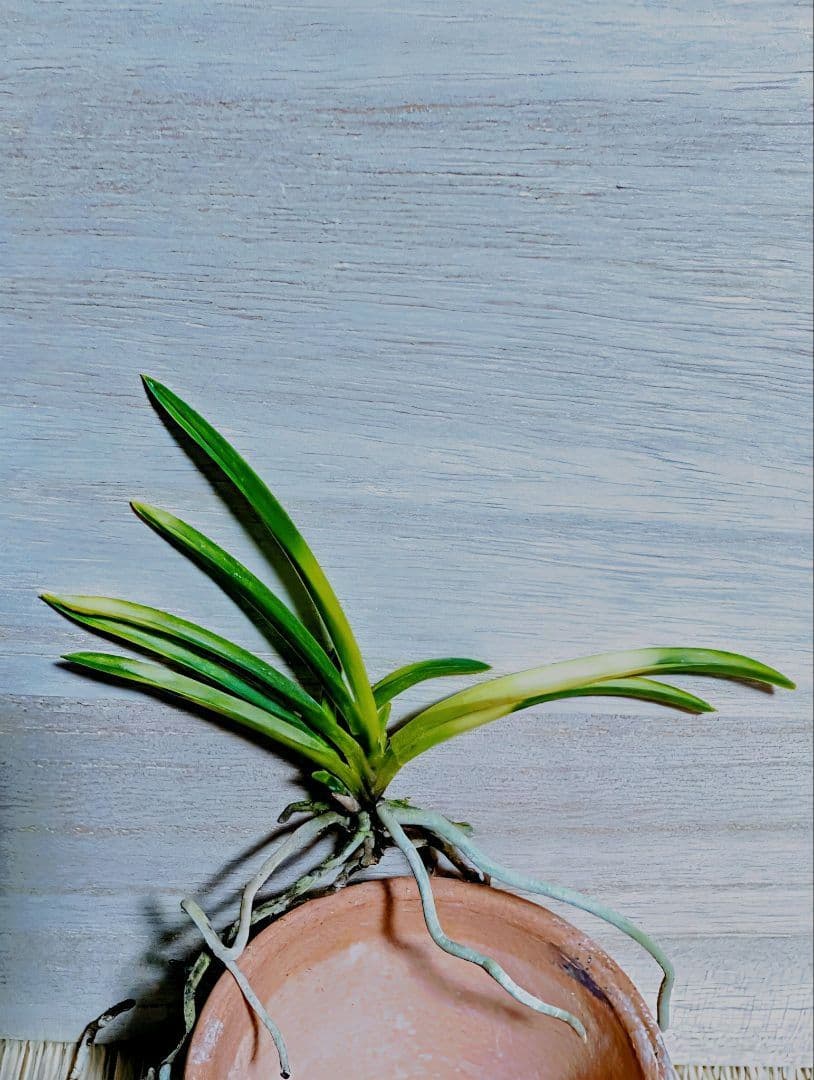 富貴蘭　五十鈴川