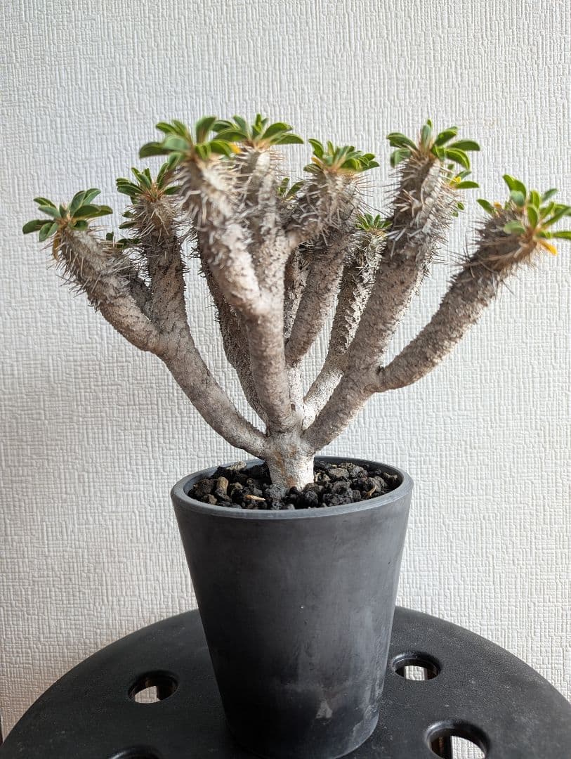 ユーフォルビア　ギラウミニアナ