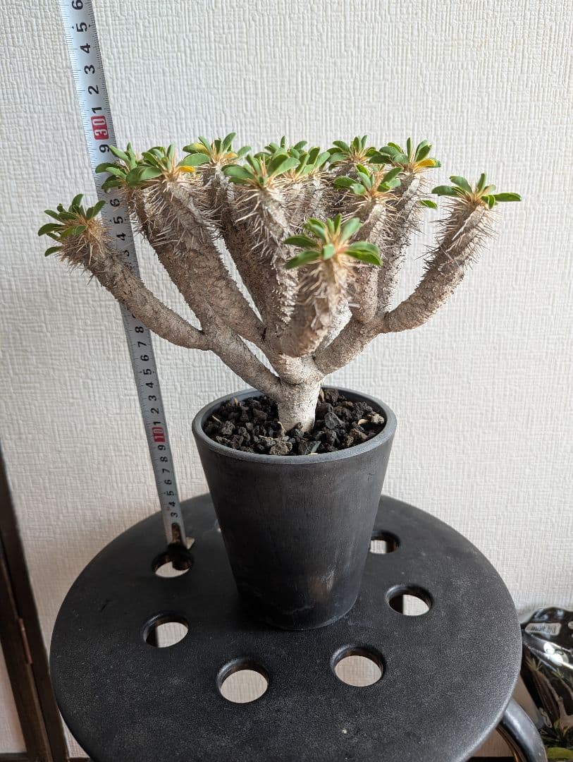 ユーフォルビア　ギラウミニアナ