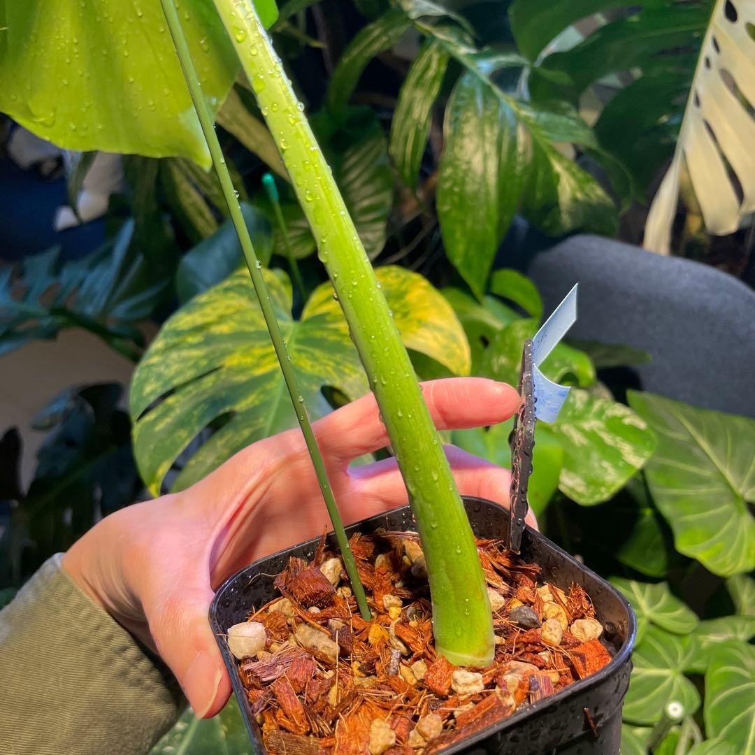 モンステライエロームーン 4号