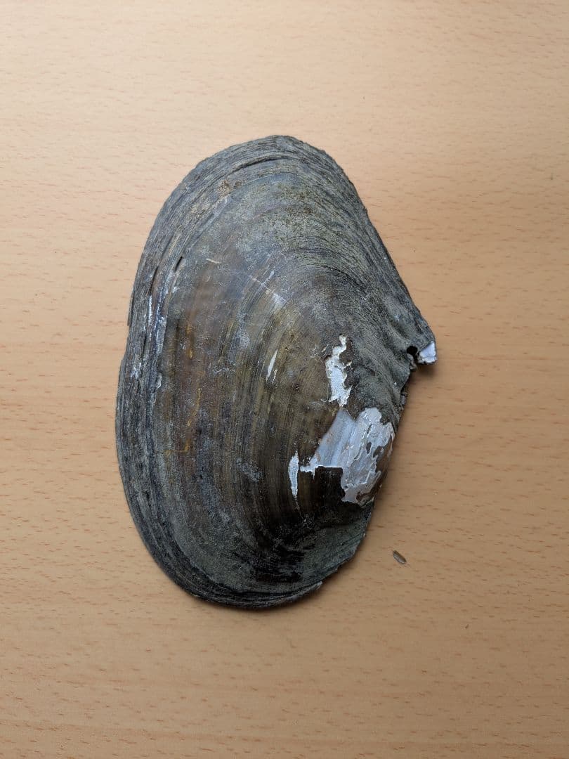 仏像真珠／淡水パール母貝 no.112