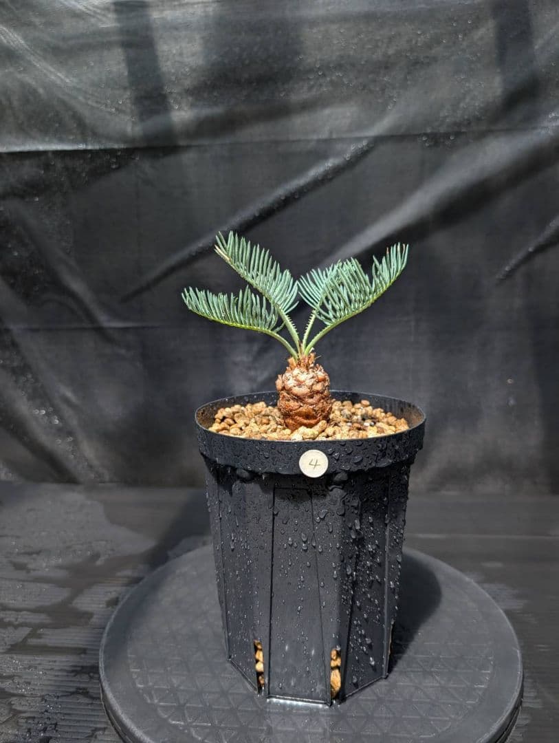 ベストセレクション4 サイカス カイルンシアナ ブルー葉 ドワーフ 最高！