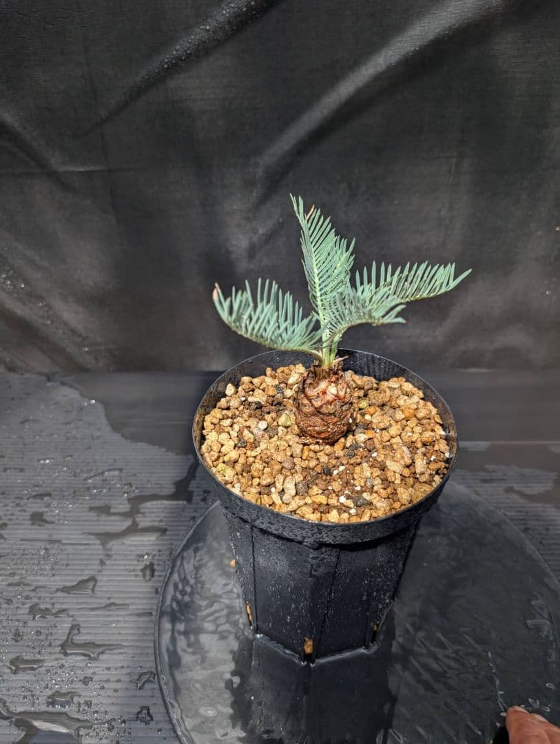 ベストセレクション4 サイカス カイルンシアナ ブルー葉 ドワーフ 最高！