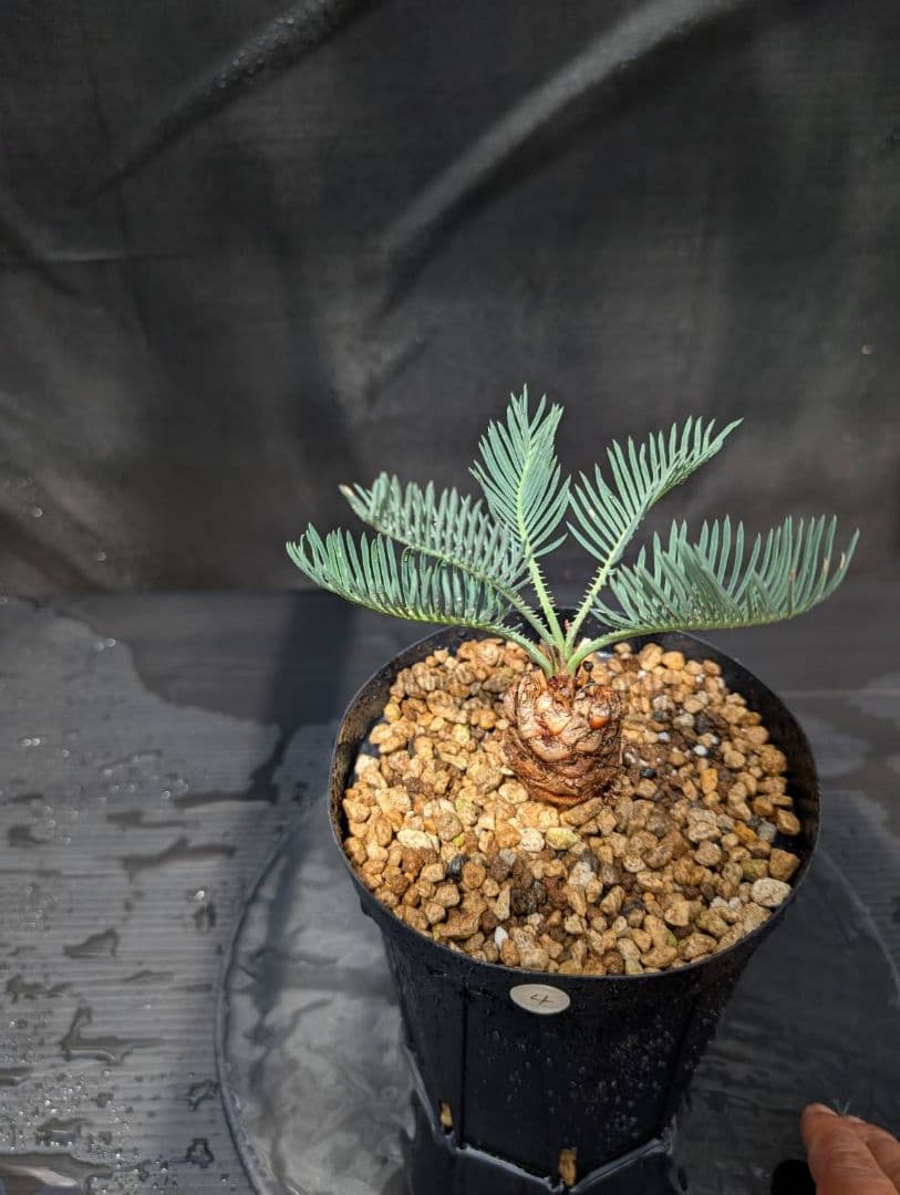 ベストセレクション4 サイカス カイルンシアナ ブルー葉 ドワーフ 最高！