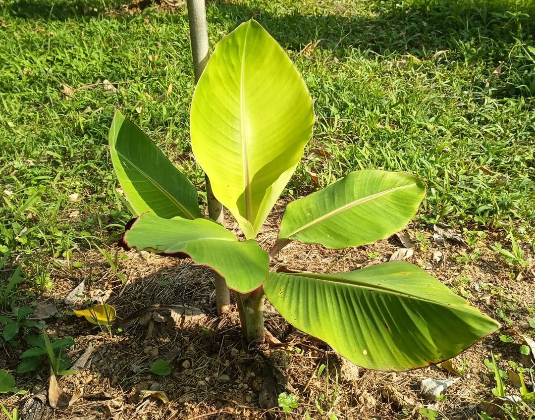 アップルバナナ 矮性種 露地植え活着株 約40cm 抜き苗発送
