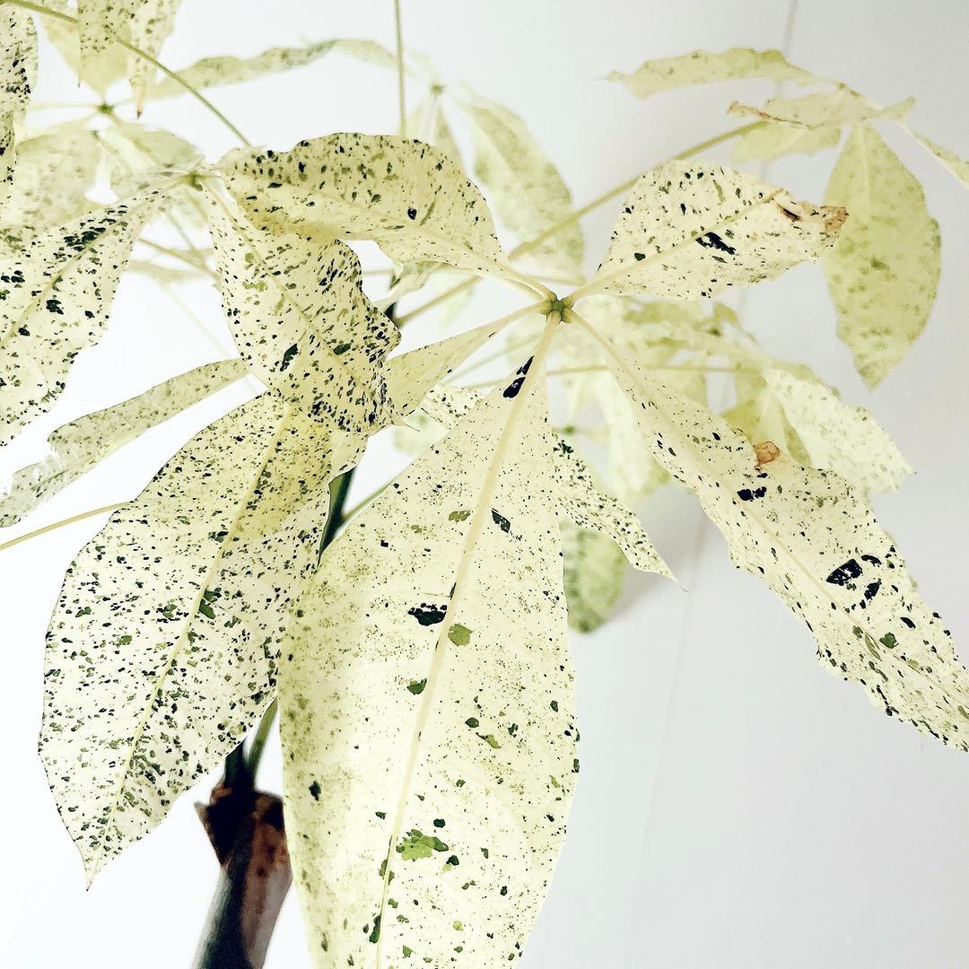 【希少】パキラミルキーウェイ 曲がり 接木 観葉植物 大型 室内