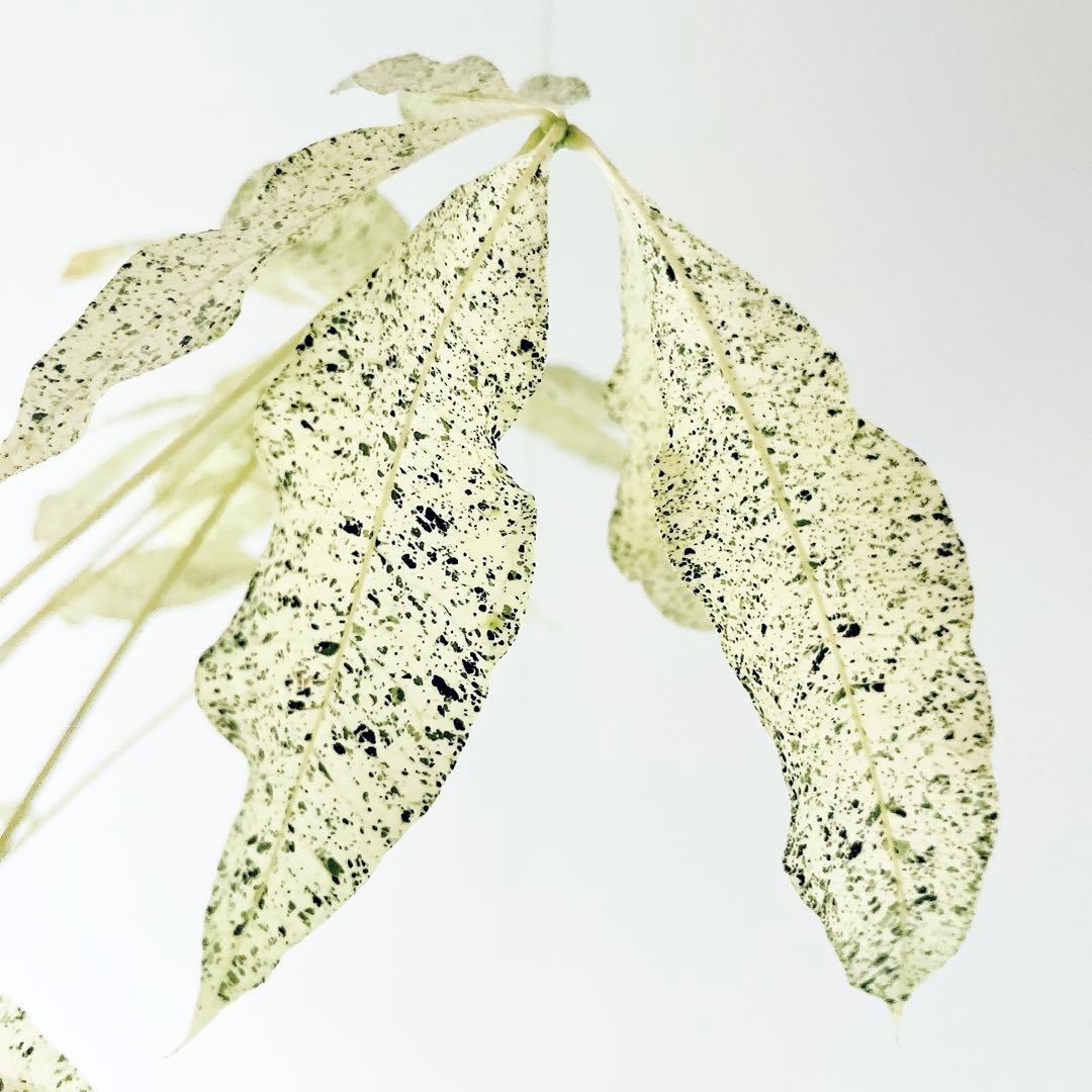 【希少】パキラミルキーウェイ 曲がり 接木 観葉植物 大型 室内