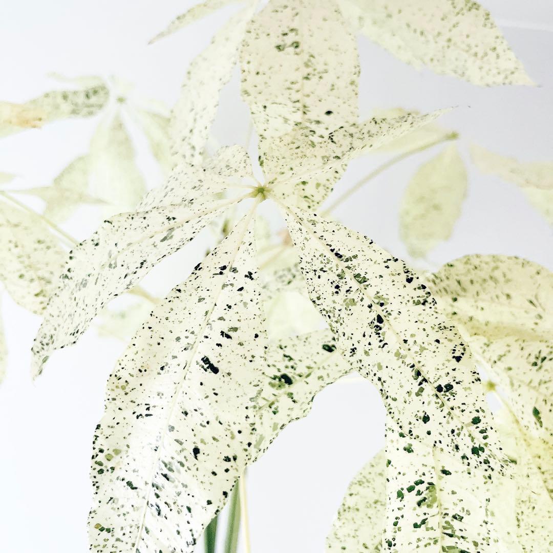 【希少】パキラミルキーウェイ 曲がり 接木 観葉植物 大型 室内