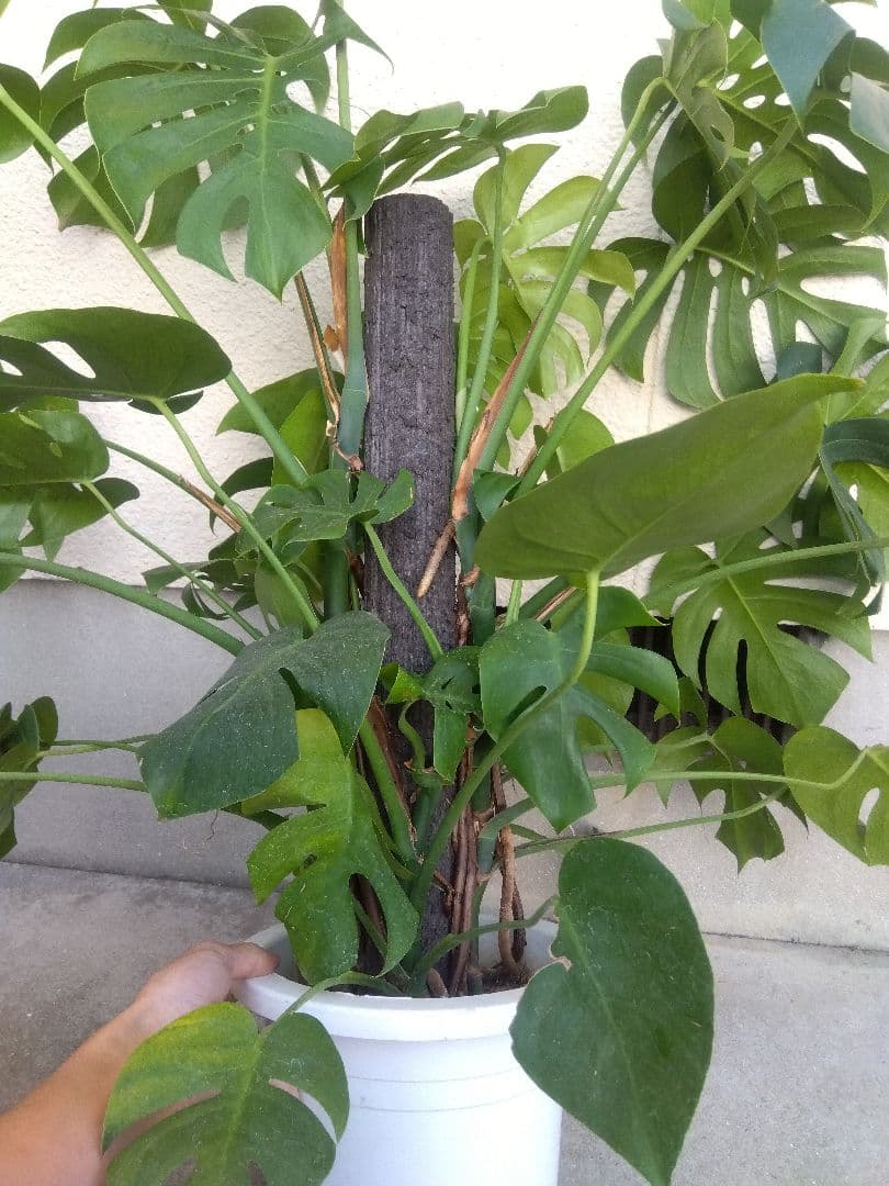 モンステラ　コンパクトタイプ　8号鉢つき　群生株❗特大サイズ❗　①