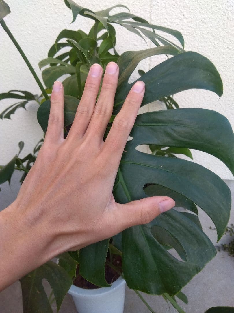 モンステラ　コンパクトタイプ　8号鉢つき　群生株❗特大サイズ❗　①