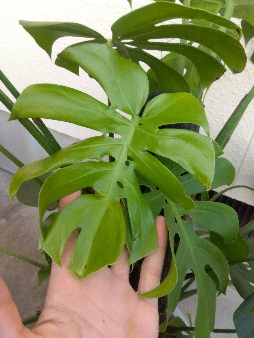 モンステラ　コンパクトタイプ　8号鉢つき　群生株❗特大サイズ❗　①