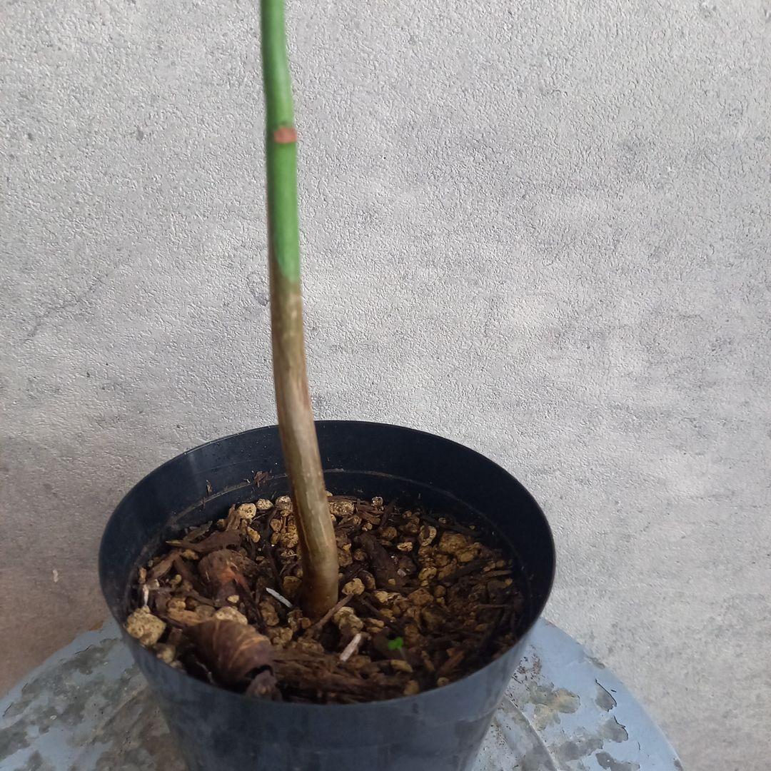 国産実生 パキラ ミルキーウェイ(斑入) 送料込み MilkyWay