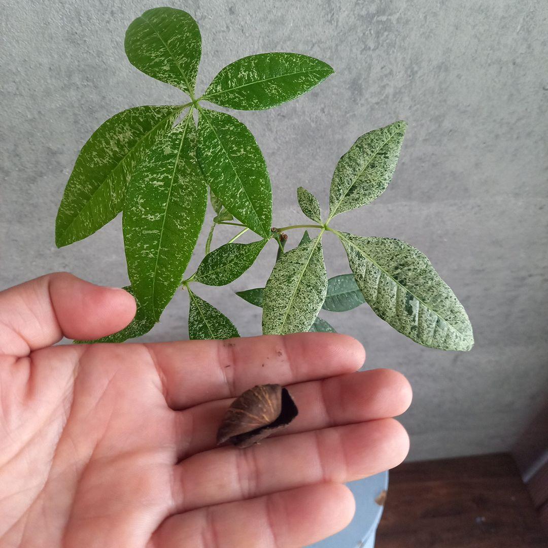 国産実生 パキラ ミルキーウェイ(斑入) 送料込み MilkyWay