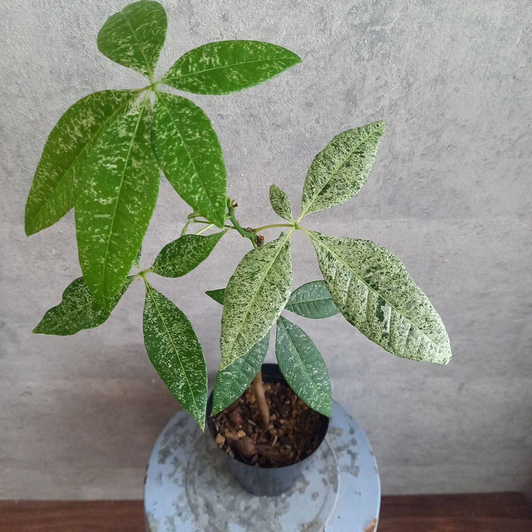 国産実生 パキラ ミルキーウェイ(斑入) 送料込み MilkyWay