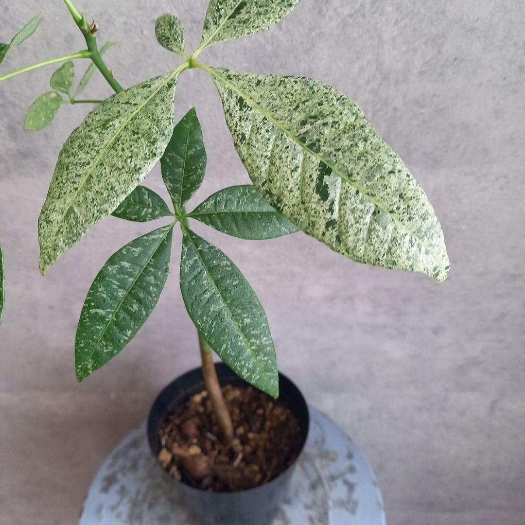 国産実生 パキラ ミルキーウェイ(斑入) 送料込み MilkyWay