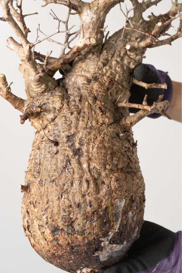 CP124 オペルクリカリア パキプス ベアルート株