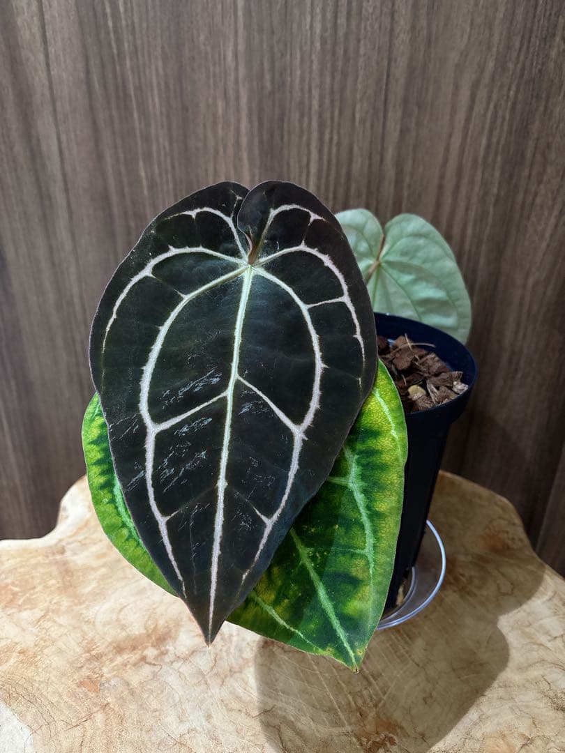 (division)Anthurium carlablackiae カーラ
