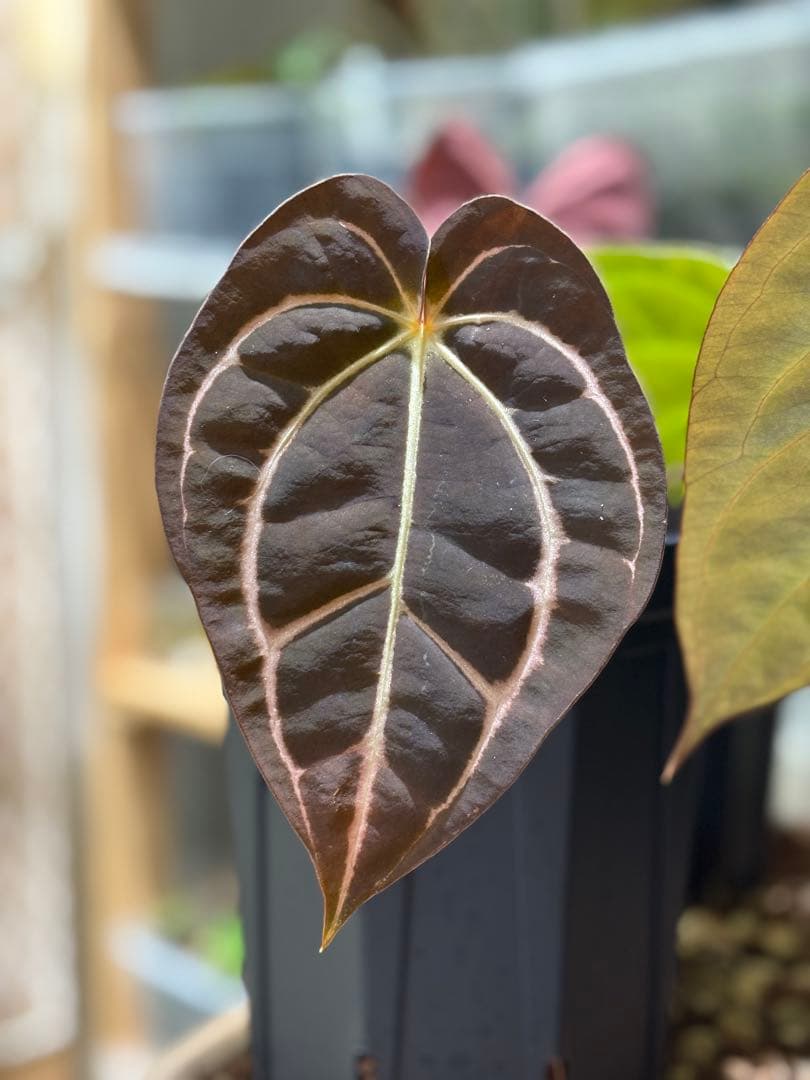 (division)Anthurium carlablackiae カーラ