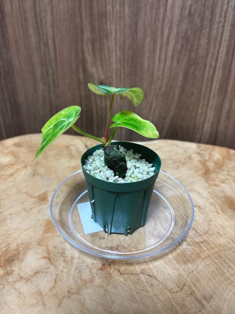 (division)Anthurium carlablackiae カーラ